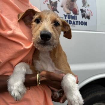 LSP -  Wirehaired Terrier Dog for Adoption in Wahiawa, Hawaii - LSP | PetCurious