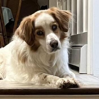 Penny -  Spaniel Dog for Adoption in Marion, Massachusetts - Penny | PetCurious