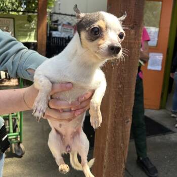 Chihuahua and Mixed Breed Dogs Available for Adoption in Richmond, California - KATHERINE | PetCurious