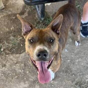 Archie -  Mixed Breed Dog for Adoption in Alabaster, Alabama - Archie | PetCurious