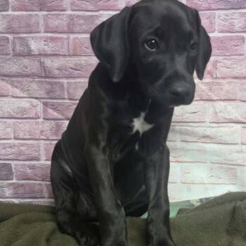 Riddler -  Great Dane and Mixed Breed Dog for Adoption in Fort Collins, Colorado - Riddler | PetCurious