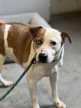 American Staffordshire Terrier and Cattle Dog Dogs Available for Adoption in Los Angeles, California - Poppy~ Foster Or Adopt | PetCurious