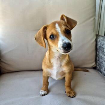 Farrah -  Chihuahua and Dachshund Dog for Adoption in Alafaya, Florida - Farrah | PetCurious