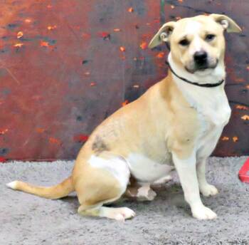 Rescue Pit Bull Terrier Dogs for Adoption in Lexington, Virginia - Rees | PetCurious