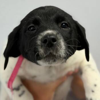 Julie -  Great Pyrenees and Labrador Retriever Dog Available for Adoption in Idaho Falls, Idaho - Julie | PetCurious