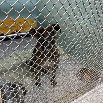 Juliet -  Mixed Breed Dog for Adoption in Port Charlotte, Florida - Juliet | PetCurious