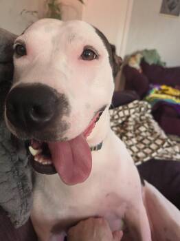 American Bulldog Dogs Available for Adoption in Miamitown, Ohio - Chase | PetCurious