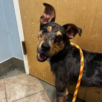 Cabbage Patch -  Mixed Breed Dog for Adoption in Chattanooga, Tennessee - Cabbage Patch | PetCurious