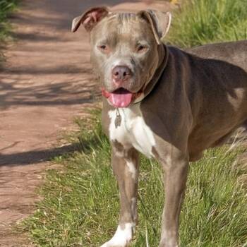 Pit Bull Terrier and Mixed Breed Dogs Available for Adoption in St. Louis, Missouri - YAM | PetCurious