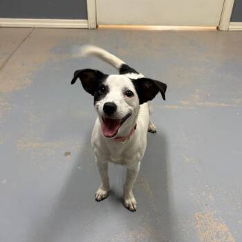 Erza 26-089 -  Jack Russell Terrier and Mixed Breed Dog for Adoption in Little Rock, Arkansas - Erza 26-089 | PetCurious