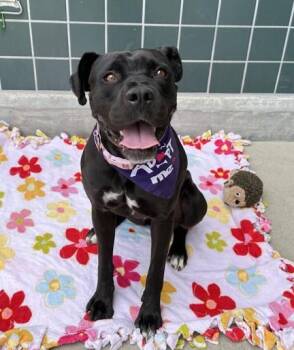 Boxer and Labrador Retriever Dogs Available for Adoption in Rancho Cucamonga, California - SIRIA | PetCurious
