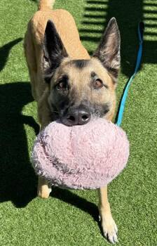 JESSIE -  German Shepherd Dog and Mixed Breed Dog for Adoption in Palo Alto, California - JESSIE | PetCurious