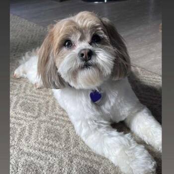 Penny -  Poodle and Wheaten Terrier Dog for Adoption - Penny | PetCurious