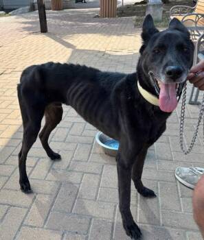 Loki -  Dutch Shepherd Dog for Adoption in Austin, Texas - Loki | PetCurious