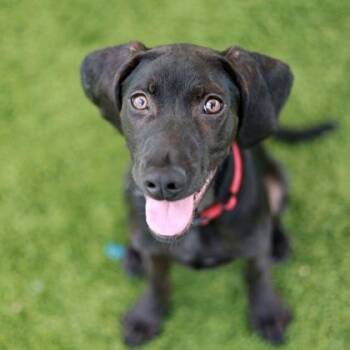 Toby -  Hound and Labrador Retriever Dog for Adoption in Atlanta, Georgia - Toby | PetCurious