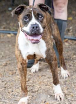 Rescue Mixed Breed Dogs for Adoption in Chamblee, Georgia - Shanita - IN FOSTER | PetCurious