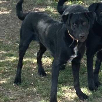 Rip -  Black Labrador Retriever and Mixed Breed Dog for Adoption in Cashmere, Washington - Rip | PetCurious