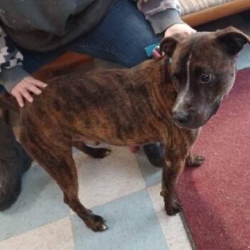 Pit Bull Terrier and Labrador Retriever Dogs Available for Adoption - Trooper | PetCurious