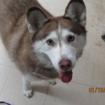 Nanook -  Husky Dog for Adoption in Lake Jackson, Texas - Nanook | PetCurious