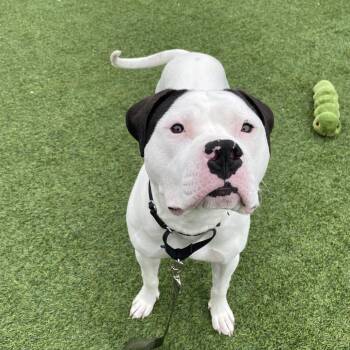 Mixed Breed Dogs Available for Adoption - Rocko | PetCurious