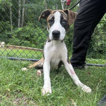 (Found) Marlie -  Boxer and Terrier Dog for Adoption in Cabot, Arkansas - (Found) Marlie | PetCurious