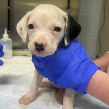 Rescue Beagle and Mixed Breed Dogs for Adoption in Morton Grove, Illinois - Ava | PetCurious