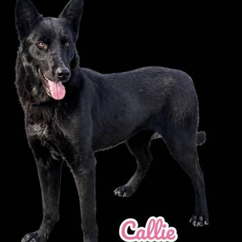 Callie -  German Shepherd Dog and Husky Dog for Adoption in Scottsdale, Arizona - Callie | PetCurious