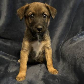 Salem -  Belgian Shepherd Malinois and German Shepherd Dog Dog for Adoption in Morganton, North Carolina - Salem | PetCurious