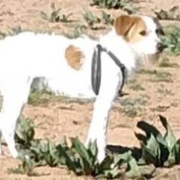Jack Russell Terrier and Brittany Spaniel Dogs Available for Adoption - Romeo | PetCurious