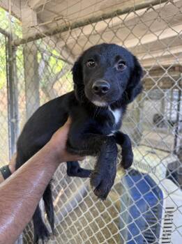 Ophelia -  Terrier and Spaniel Dog for Adoption in New York, New York - Ophelia | PetCurious
