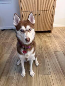 Bella -  Husky Dog for Adoption in New Smyrna Beach, Florida - Bella | PetCurious
