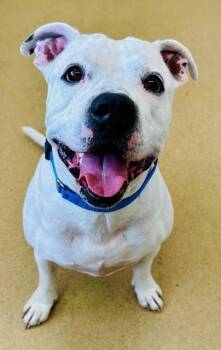 Rescue Pit Bull Terrier Dogs for Adoption in Derwood, Maryland - Jager | PetCurious