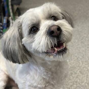 Mixed Breed Dogs Available for Adoption in Oak Brook, Illinois - Cooper | PetCurious