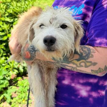 CT Krispy Cream -21lbs! -  Terrier and Mixed Breed Dog for Adoption in Eastford, Connecticut - CT Krispy Cream -21lbs! | PetCurious
