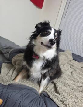 Charm -  Australian Shepherd Dog for Adoption in Alexandria, Virginia - Charm | PetCurious