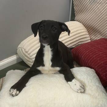 Leia -  Labrador Retriever and Australian Shepherd Dog for Adoption in Watertown, Connecticut - Leia | PetCurious