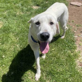 Rhaenyra -  Great Pyrenees Dog for Adoption in Kanab, Utah - Rhaenyra | PetCurious