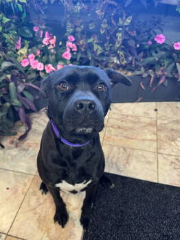 Rescue Labrador Retriever and Pit Bull Terrier Dogs for Adoption in Leavenworth, Kansas - Gunther | PetCurious