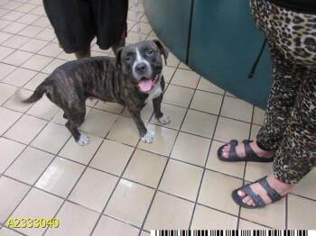 Mixed Breed Dogs Available for Adoption in West Palm Beach, Florida - LEAH | PetCurious