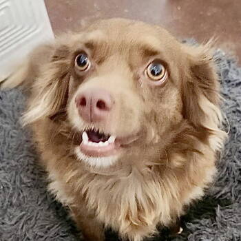 Rescue Chihuahua and Dachshund Dogs for Adoption in Texarkana, Texas - Rex | PetCurious