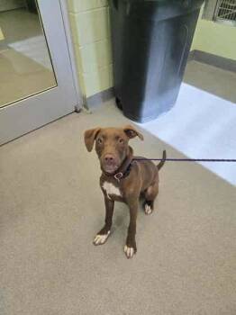 Rescue Labrador Retriever and Mixed Breed Dogs for Adoption in Longview, Texas - Butter-Biscuit | PetCurious