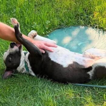 Chance -  Mixed Breed Dog for Adoption in Tonasket, Washington - Chance | PetCurious