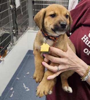 Labrador Retriever and Mixed Breed Dogs Available for Adoption - ROBBIE | PetCurious