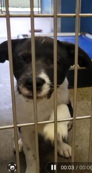 Lucy -  Border Collie and Mixed Breed Dog for Adoption in Sunnyvale, Texas - Lucy | PetCurious