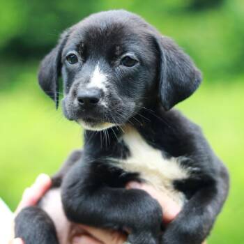 CT Raspberry avail Jul 4 -  Labrador Retriever and Mixed Breed Dog for Adoption in Stormville, New York - CT Raspberry Avail Jul 4 | PetCurious