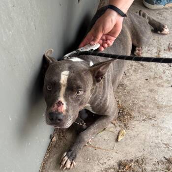 Mixed Breed Dogs Available for Adoption in Lake Jackson, Texas - Leia | PetCurious