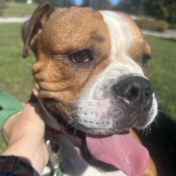 Calvin -  English Bulldog Dog for Adoption in La Grange, Kentucky - Calvin | PetCurious