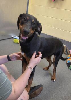 Lanie -  Doberman Pinscher and Hound Dog for Adoption in Amherst, Virginia - Lanie | PetCurious