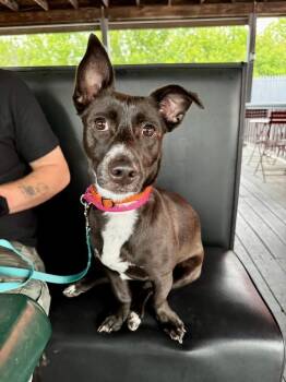 Dutchess -  Rat Terrier and Black Labrador Retriever Dog for Adoption in Portland, Maine - Dutchess | PetCurious