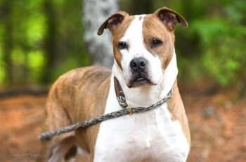 American Bulldog Dogs Available for Adoption in Monroe, Georgia - Samuel #22610 | PetCurious